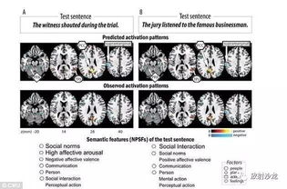 美科学家研发大脑成像技术,或能解读复杂思想