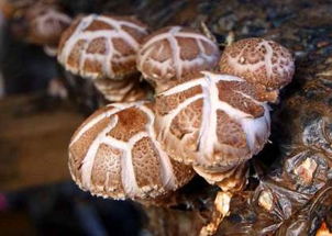 蘑菇种植技术哪里学,在河北那里可以学习种植蘑菇的技术