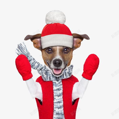 圣诞狗狗 创意素材 狗狗素材 