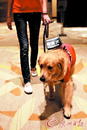广东盲人坐地铁可带导盲犬 需电话提前预约服务 