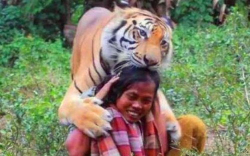 国外一女子放生老虎,5年后人虎相遇,老虎直接扑向了她