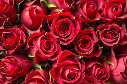 十周年纪念日送什么花,1. 玫瑰：玫瑰是爱情和浪漫的象征，送一束红玫瑰或白玫瑰可以表达对伴侣的爱和感激之情