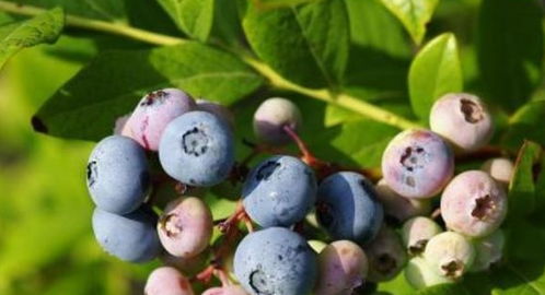 蓝莓一年开几次花花期多长时间,蓝莓一年开几次花花期多长时间