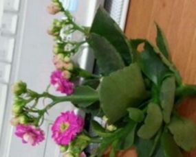 怎么养花瓶里的花,养花小技巧如何让花瓶里的花朵绽放美丽？