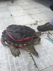 达州有人卖超级大乌龟 原系外来生物鳄龟 