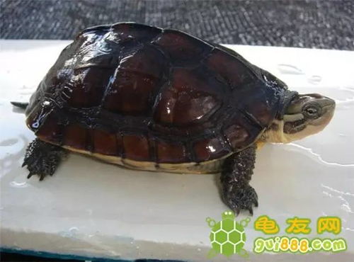淡水龟对饲料和营养的需求