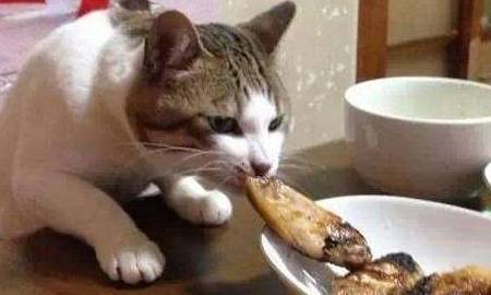 猫拉肚子可以吃鸡肉吗 