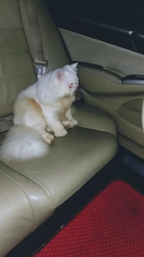 坐在车里的猫,来看看吧 