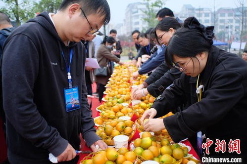 脆蜜金桔种植技术书,脆蜜金桔种植