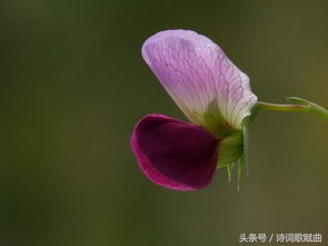 经典婉约诗词十首,心底深处,一粒爱情种子已破土发芽 