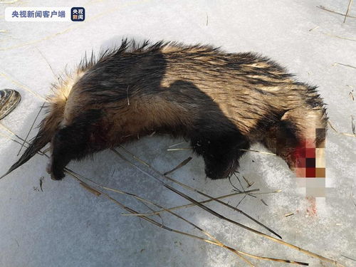 疫情防控期捕猎国家 三有 保护动物狗獾,内蒙古一男子被罚
