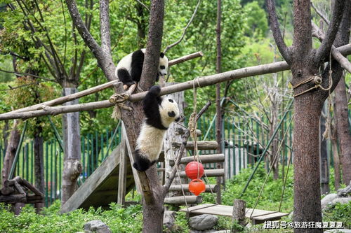 四川汶川的大熊猫基地,全世界圈养大熊猫超半数都在这,太可爱了
