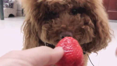 20斤胖泰迪爱吃大草莓,几口就吃没 你家狗狗爱吃草莓吗 