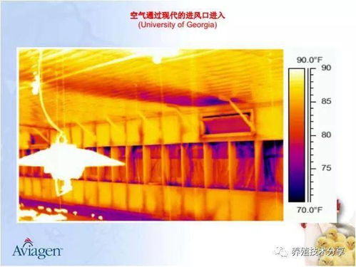 新思维养殖 安伟捷技术专家讲冬季最小通风