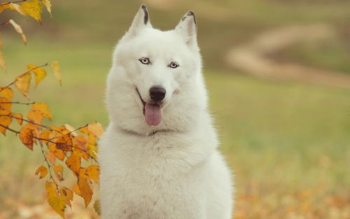 狗狗生活的特征和生活方式