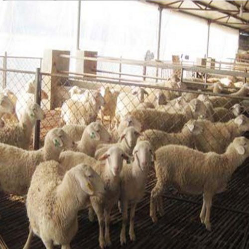 价格,厂家,批发,羊,方城县天正养羊专业合作社 