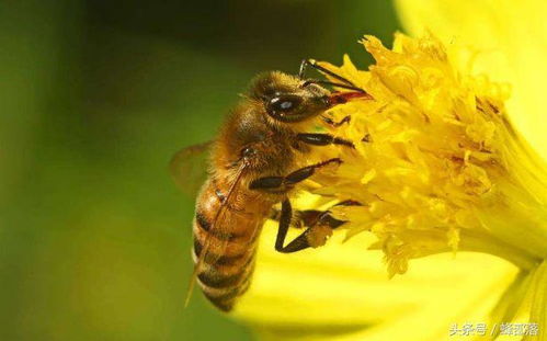 蜜蜂死亡后肚子里有虫是怎么回事 如何治疗和预防 