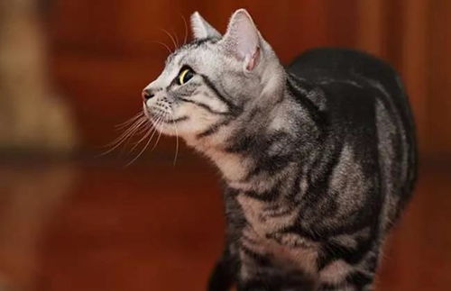 摩羯座美国短毛猫 摩羯座的猫性格