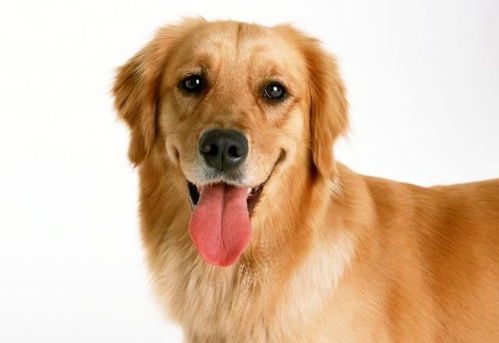 这十种狗狗品种,是世界上最受欢迎的,最值得养的狗狗