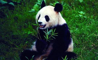 川陕甘将联建大熊猫国家公园,组团去看大熊猫喽