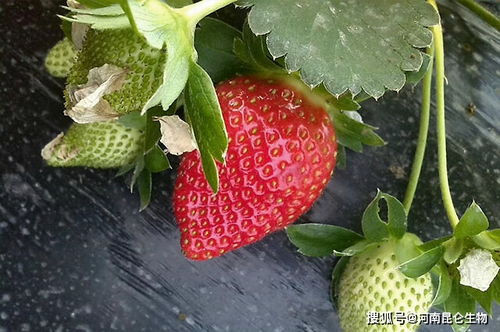 草莓需要施什么肥料才会甜,草莓怎样用肥最合理