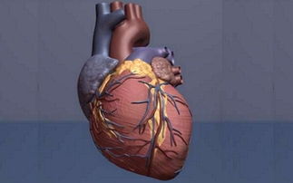 干细胞是否能修复受损心脏？