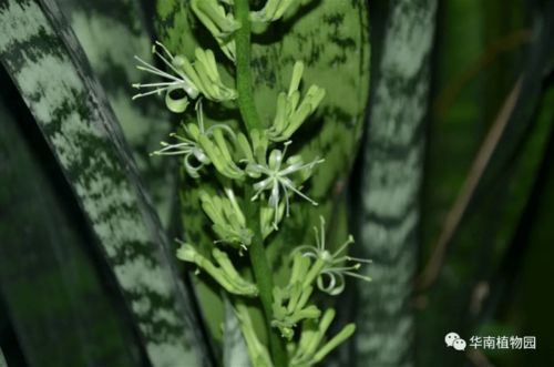 原来这么多 虎 藏在花花草草中 春节到华南植物园寻 虎