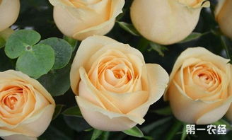 11朵香槟玫瑰花语：无尽的爱与承诺，让爱情永恒如初