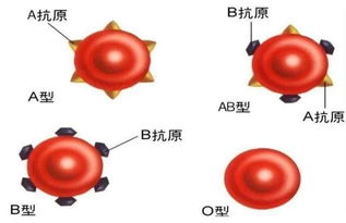 这种血型的人最长寿,基本不会得癌症