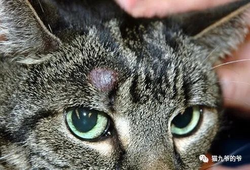 猫九爷 猫的皮肤真菌感染
