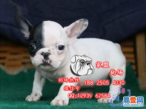 【广州哪个位置有卖法国斗牛犬 法斗犬多少钱一只的图片】-越秀 珠光路易登网
