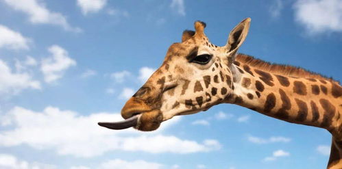 长颈鹿的舌头有多长