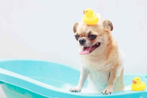 狗狗不喜欢洗澡怎么办 这六个方法,可以让它接受自己被丢进浴缸