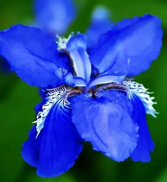 蓝色鸢尾花的花语,紫色鸢尾花的花语