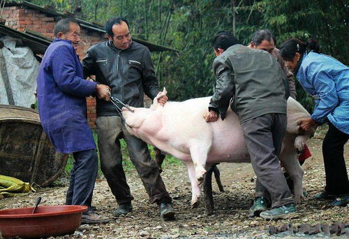 实力派米饭杀手 青笋炒腊肉,口感脆爽且浓厚深长,香辣下饭