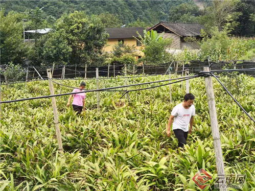 中药种植企业，中草药种植公司