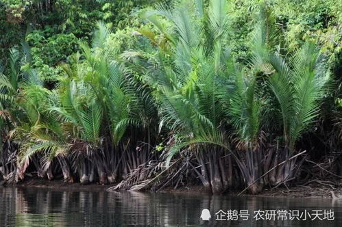 水椰热带海岸边的胎生“椰子”