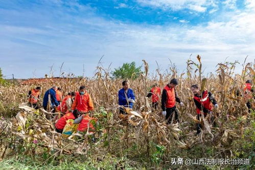 襄垣县志愿服务进农田 助力秋收暖民心