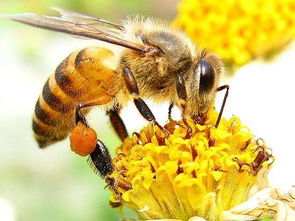 关于蜜蜂的诗句和名言