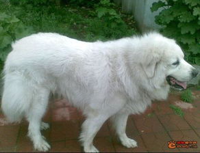 有什么种类的狗是浑身很白 而且是大狗 