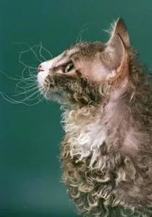 卷毛的猫咪,也是很可爱得嘛 