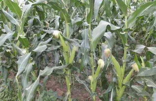 玉米大概几月份 能收获 玉米一般几个月成熟