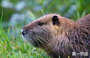 法律規定任何人都不能私自養保護動物 海狸鼠屬海狸鼠科,海狸鼠屬,是