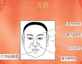 历史最详细的面相耳朵图解 作者 杨易德