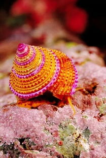 传说海螺是大海的留声机,寓意着美好与幸福