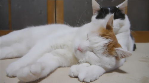小猫咪躺在另一只猫咪爪子上睡觉,场面十分有爱,画面暖心 