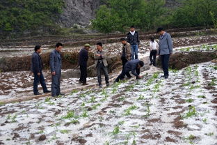 生态 1 贵州威宁遭冰雹袭击 1400余亩农作物受灾 