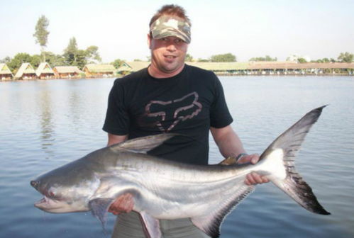 湄公河中的王者,成吉思汗鱼 