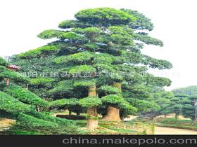 台湾罗汉松大树：自然之美与坚韧之力的象征
