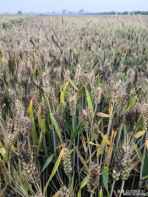 河南小麦发芽 当地回应